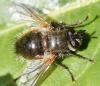 Tachina sp.